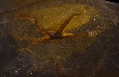 Réf. 318 335 : Minacraga sp.